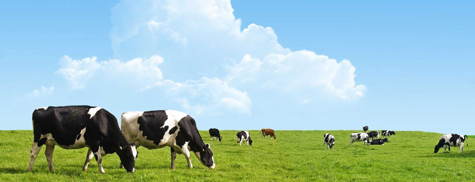 Cattle grasing on graslands