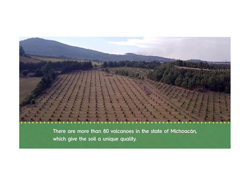 Avocado groves in Mexico