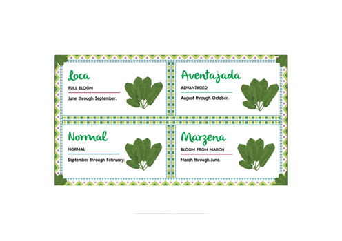 Avocado blooming times across the year&nbsp;