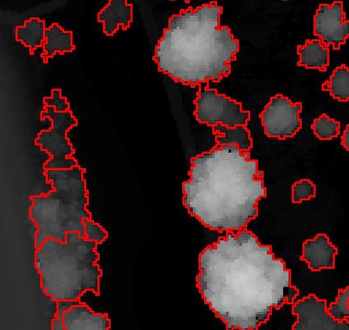 	Fully automatic geometry extraction of tree shapes