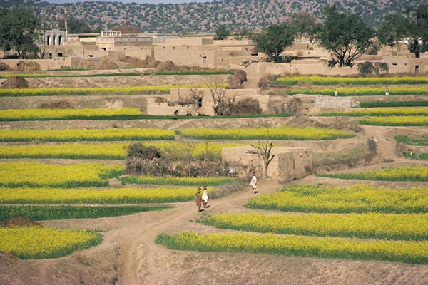 Agriculture in Pakistan - Fields Agriculture in Pakistan - Fields