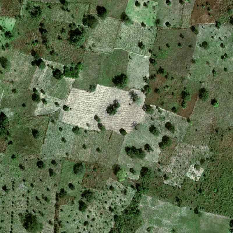 The yam is grown on mounds of 50 cm to 1 m that can be counted on a Pléiades Neo image