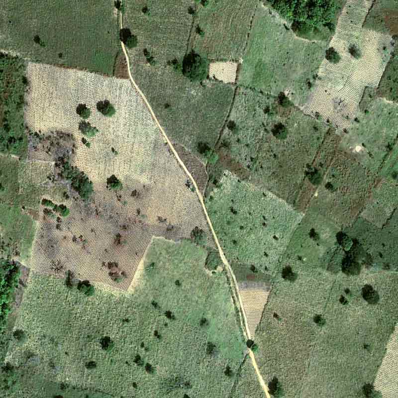 The yam is grown on mounds of 50 cm to 1 m that can be counted on a Pléiades Neo image