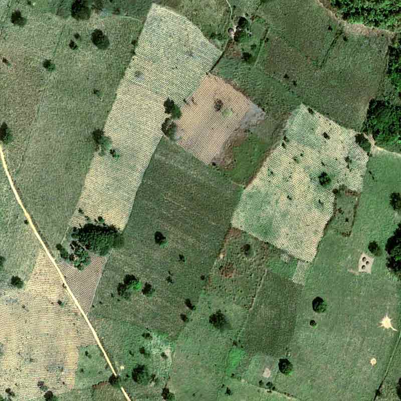 The yam is grown on mounds of 50 cm to 1 m that can be counted on a Pléiades Neo image