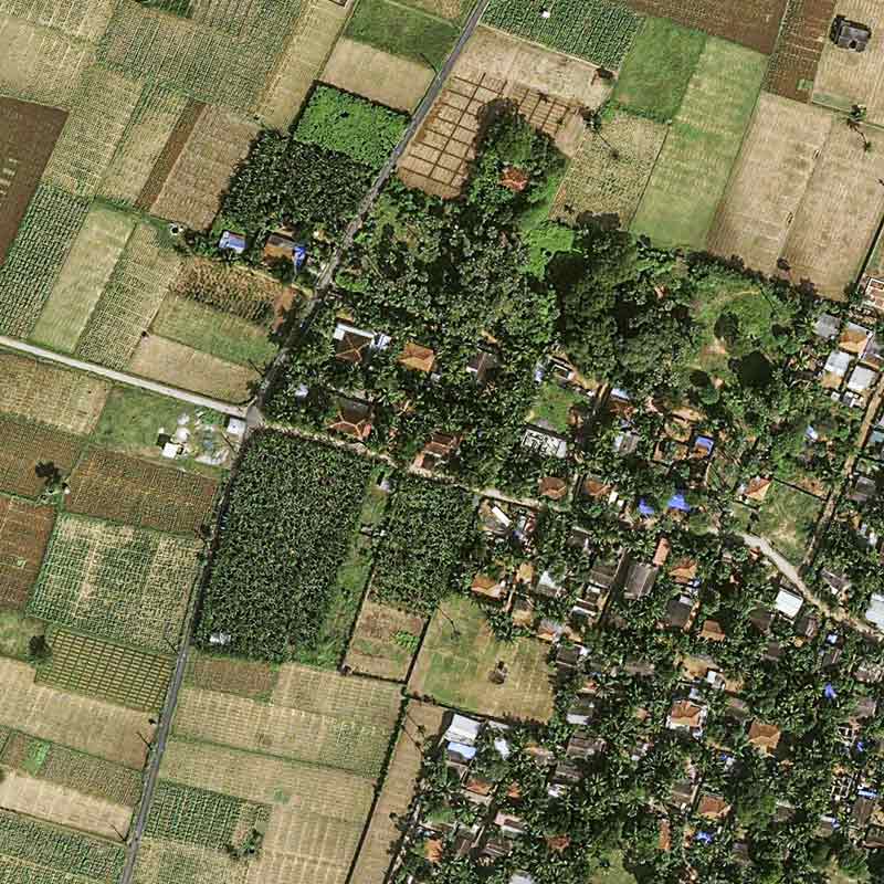 Pléiades Neo image satellite - Coconut Plantation - Sri Lanka, Manipay&nbsp;30cm resolution