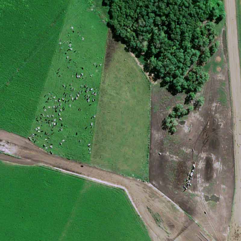 &nbsp;Pléiades Neo image shows cattle breeding concentrated around farms and soybean cultivation spread out between them on huge plots