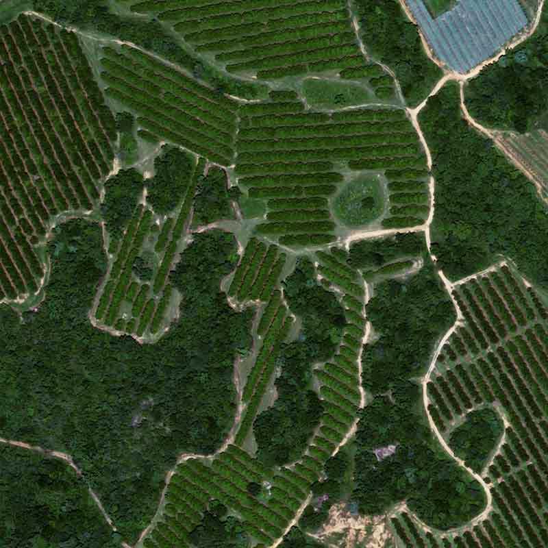 Pléiades Neo - Citrus in South Africa, Tekwane - 30cm resolution