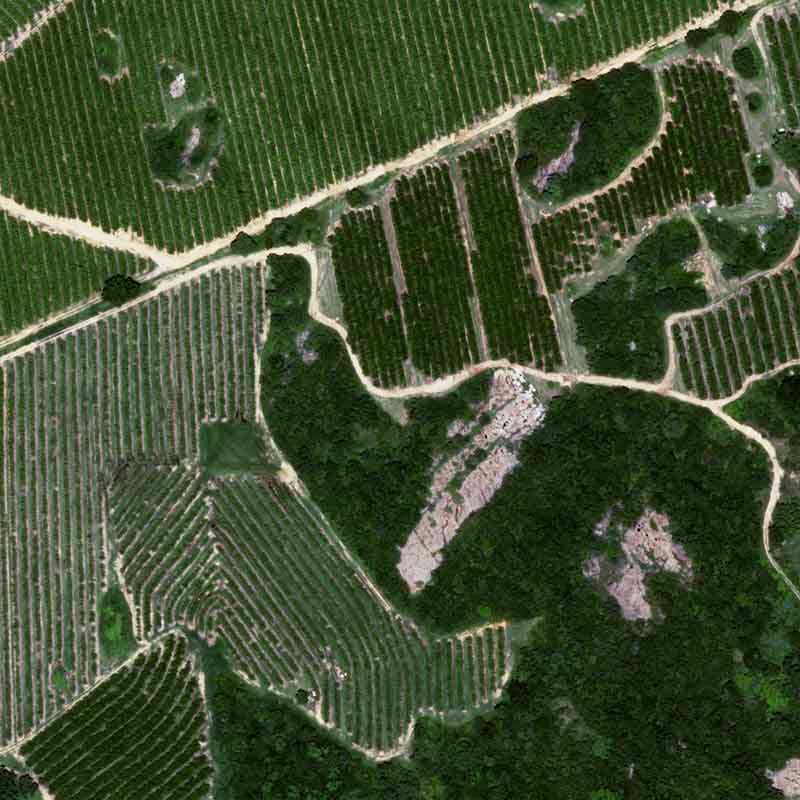 Pléiades Neo - Citrus in South Africa, Tekwane - 30cm resolution