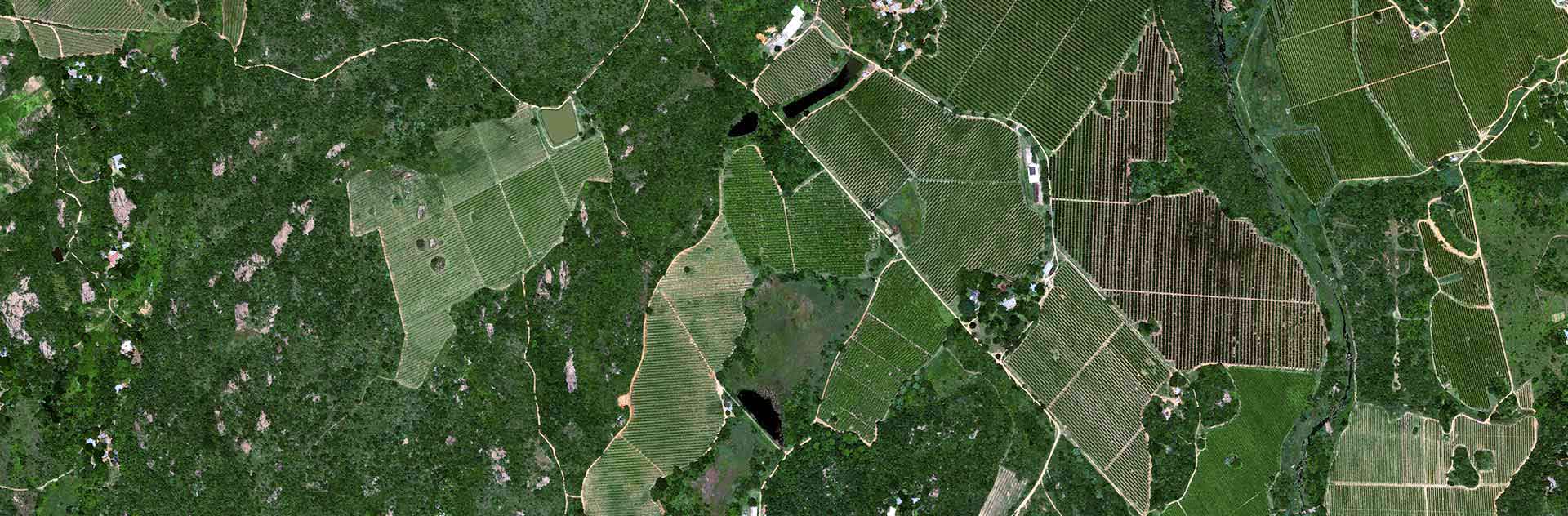 Pléiades Neo - Citrus in South Africa, Tekwane - 30cm resolution