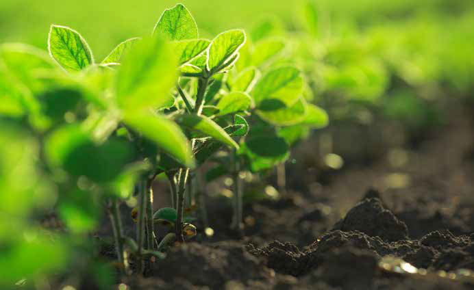 Young plants - Intelinair customer profile Young plants - Intelinair customer profile