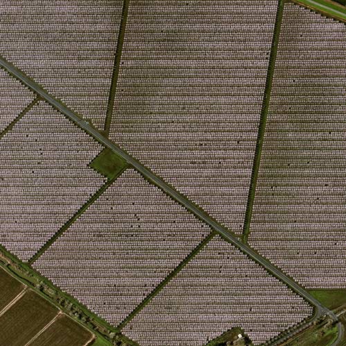 Read how Pléiades Neo shows the flowering of California almond trees