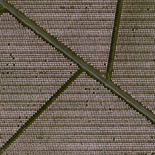 Read how Pléiades Neo shows the flowering of California almond trees