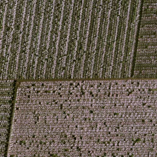 Read how Pléiades Neo shows the flowering of California almond trees