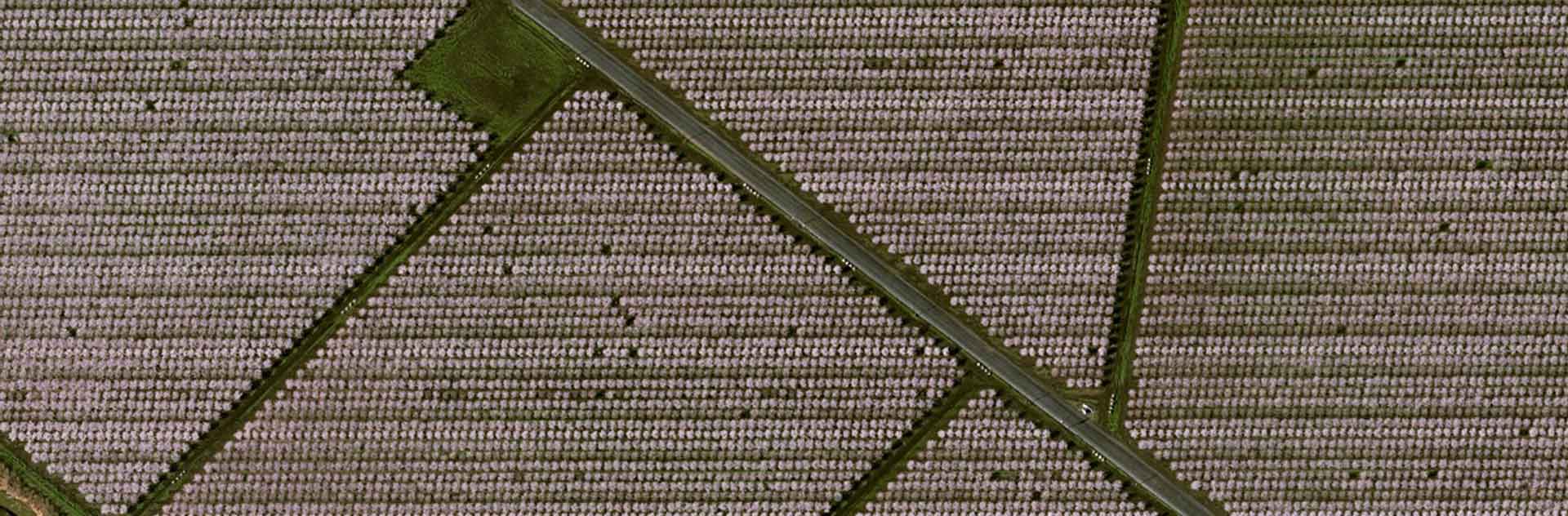 Read how Pléiades Neo shows the flowering of California almond trees